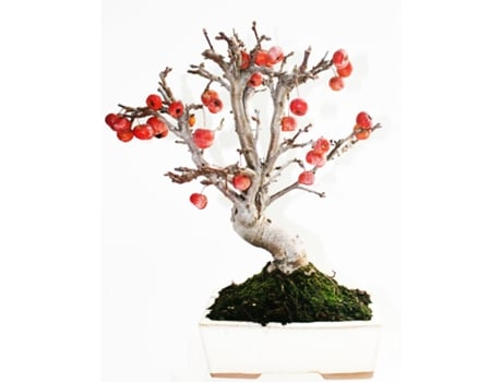 Bonsai Malus Sp. 9 Anos Macieira