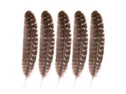 Pena de coelho natural com riscas para decoração, pack de 5 peças LAXISCREED