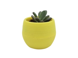 Vaso de Plástico para Suculentas com Drenagem Primerox