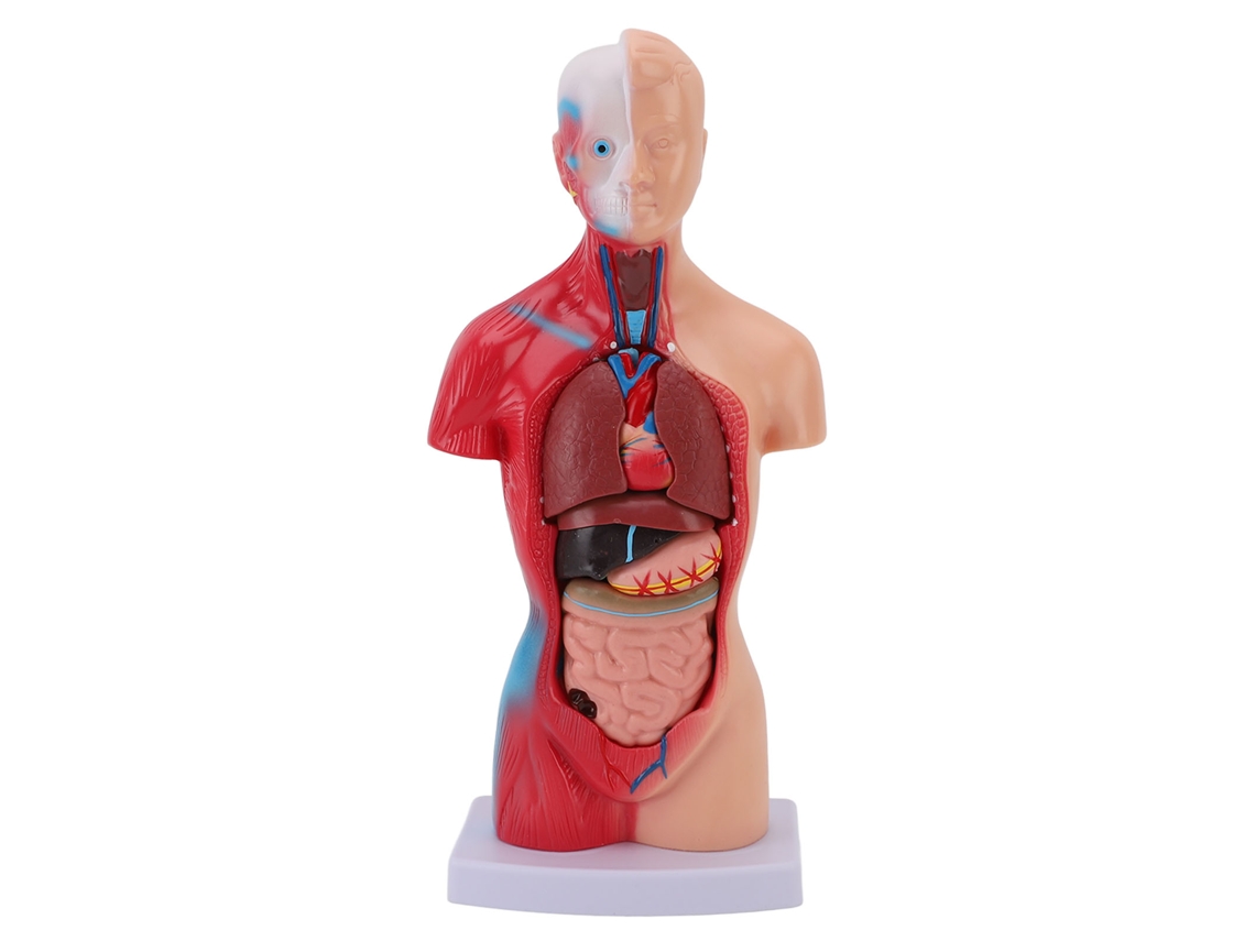 Modelo De Cuerpo Humano De 15 Piezas Para Estudiantes Médicos: Herramientas Interactivas De Anatomía Y Fisiología