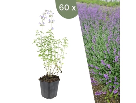 | 60 Plantas De Hortelã Gato | Nepeta Walkers Low | Cobertura Do Solo Hardy | Perenes Hardy | Plantas De Jardim Hardy Plants By Frank