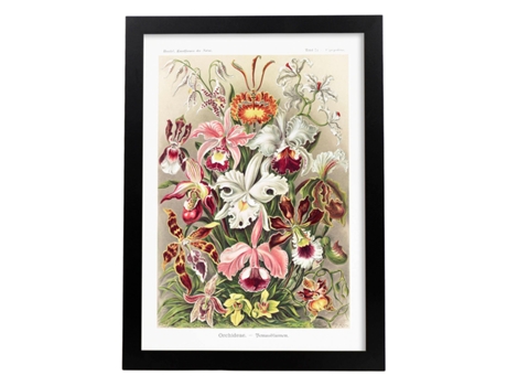 Póster NACNIC com Ilustração do Estilo Orchideae Vintage