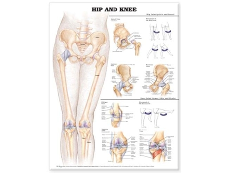 Livro Hip and Knee Anatomical Chart de Acc (Inglês)
