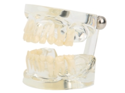 Modelo de Dentes Decíduos Primários Transparente para Ensino em Jardins Infantis, Hospitais e Laboratórios