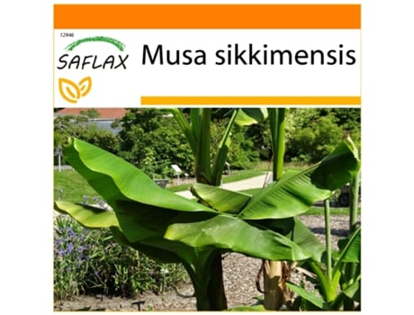 SAFLAX Garden In The Bag Darjeeling Banana Musa Sikkimensis 5 Sementes com Substrato de Cultivo em Saco Prático e Automontante