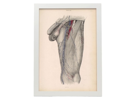 Poster NACNIC De Dissecção Estrept E Triange Femoral Ilustrações Decorativas De Anatomia E Medicina Em Estilo Vintage Tamanho A4 Com Quadro Preto