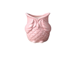 Vasos de Cacto ALLINLESS