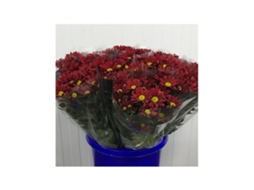 Margarida Crisântemo | Flor Natural | Crisântemo Bacardi | Buquê de 5 hastes | 70cm de altura Vermelho