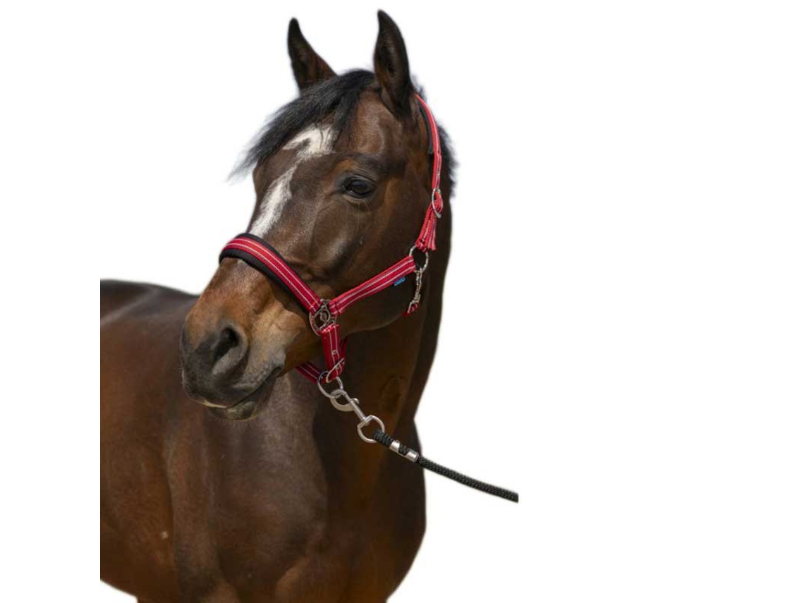 Cabeçada 4Lines Vermelho Ponynorton Equestrian
