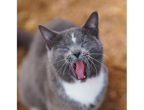 Livro Colorado Barn Cats - Skunk And Chauncey De Jordan Wunderlich (inglês)