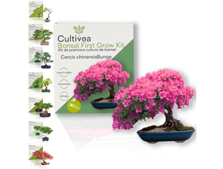 Kit Primeiro Bonsai Cercis Chinensis Com Acessórios Cultivea