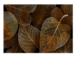 Papel de Parede ARTGEIST Nature in My Home - First Variant (441x315)