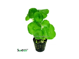 Hydrocotyle Vulgaris - Pennywort
