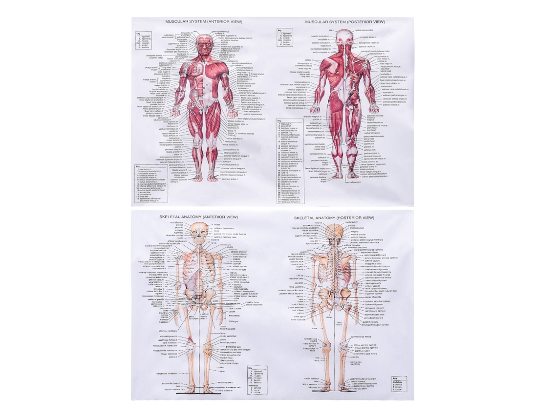 Laxiscreed Cartaz Da Anatomia Do Sistema Muscular E Esquelético Frente E Costas 45x68cm