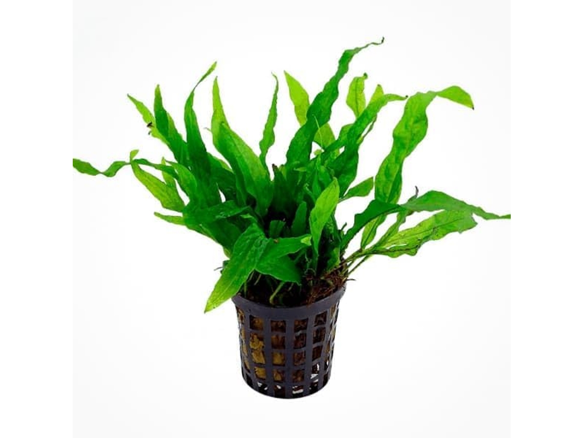 Microsorum Pteropus 'petit' Helecho De Java Mini Com Folhas Onduladas 10-25 Cm