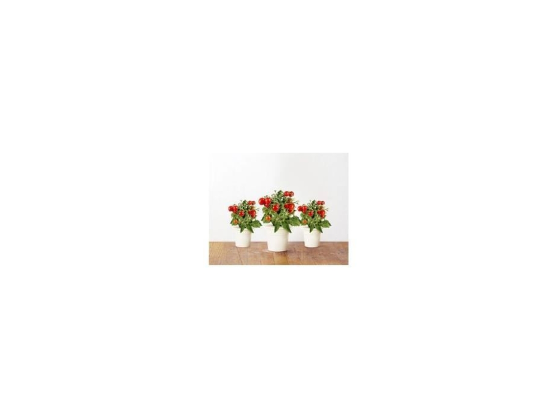 Recarregar Click And Grow - Mini Tomates