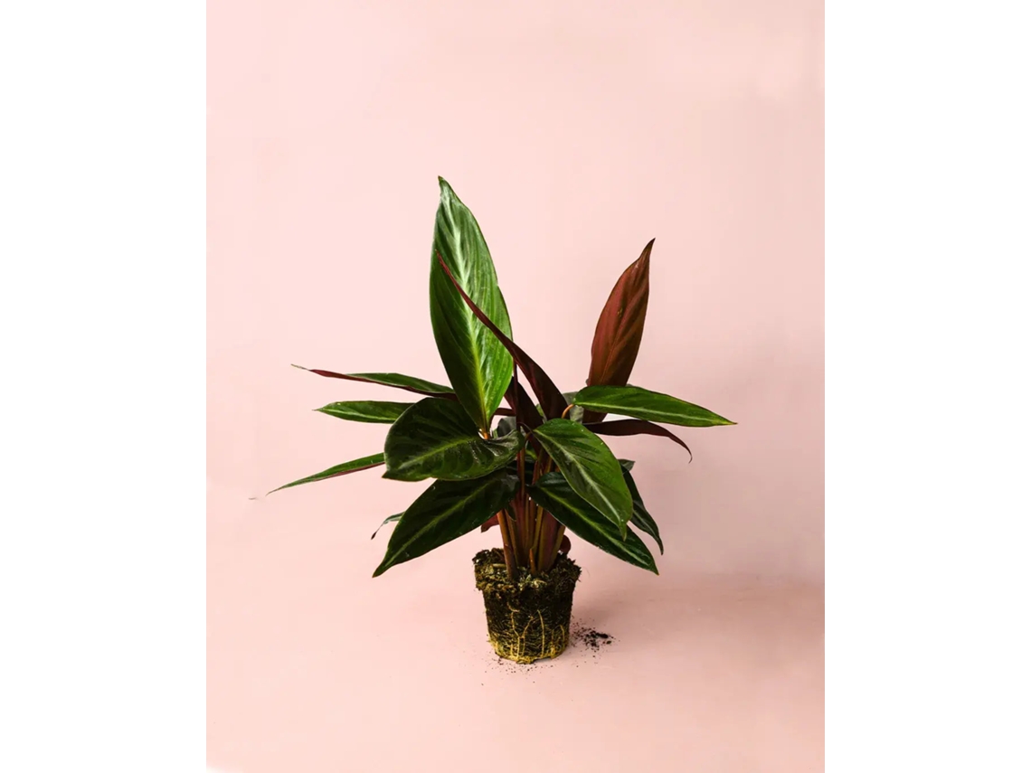 Stromanthe Sanguinea M | Planta Natural Tropical Colorida | Vaso Ø14 Cm Aprox. | Pur Plant