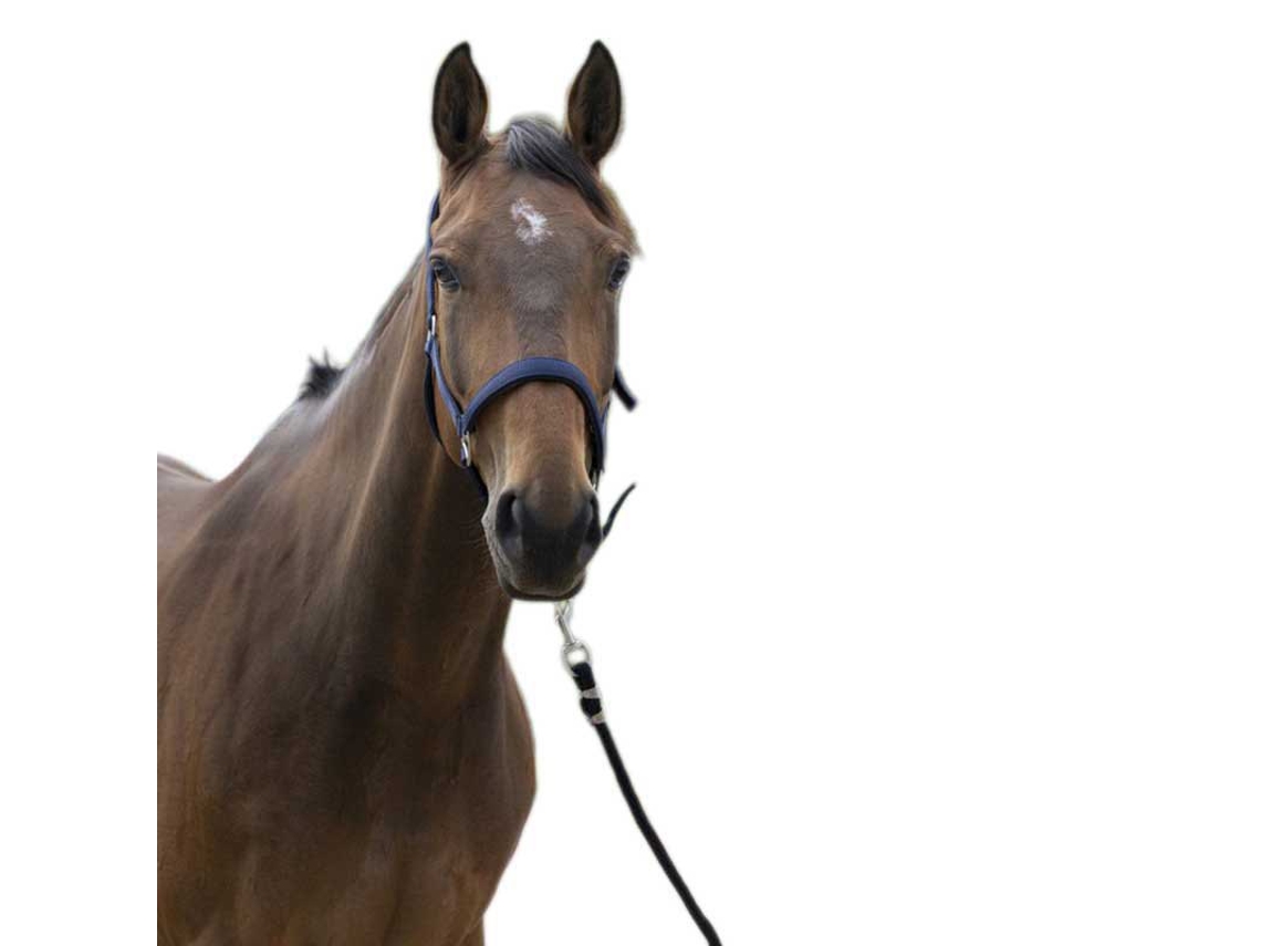Cabeçada Satine Azul Shetlandnorton Equestrian