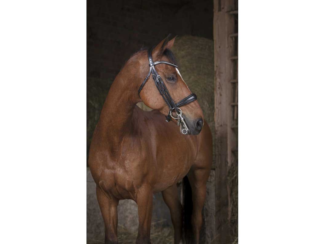 Cabeçada Pro Castanho Fullnorton Equestrian