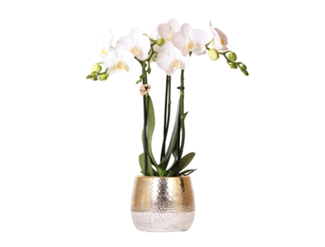 KOLIBRI Orchids Orquídea Phalaenopsis Branca Amabilis Elite Pot Gold Tamanho Do Vaso 9Cm 40Cm de Altura Planta de Casa com Flor