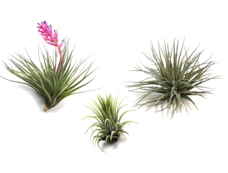 Air Plants PLANT IN A BOX Tillandsia Conjunto de 3 Pote 5Cm Altura 5-15Cm