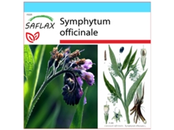 SAFLAX Conjunto de Presente Confrei Symphytum Officinale 15 Sementes com Caixa de Presente Etiqueta de Envio Vale-Presente e Meio de Cultivo
