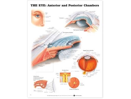 Livro the eye: anterior and posterior chambers de prepared for publication by anatomical chart company (inglês)