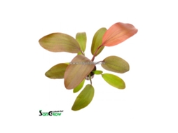 Echinodorus Hot Pepper