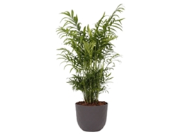 Planta Natural BIOMA PLANTS Chamaedorea Elegans c/Vaso (Biodegradável, Calcário - Cinzento)