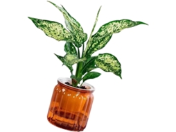 Regador De Plantas Com Controle Eficiente Para Facilitar O Cuidado Com As Plantas, Sala De Estar.