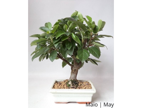 Macieira Bonsai LUSO-BONSAI  de 9 anos