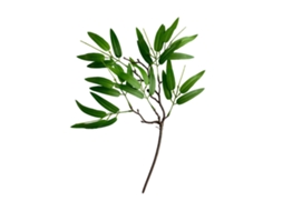 Arranjo com folhas de eucalipto, vasos e rama de bambu para decoração verde LAXISCREED