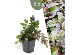 | 6 Plantas De Günsel | Ajuga Reptans | Cobertura Do Solo Resistente | Plantas Perenes Resistentes | Plantas De Jardim Resistentes Plants By Frank