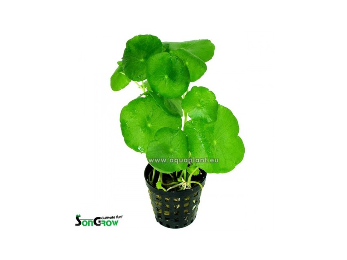 Hydrocotyle Vulgaris - Pennywort