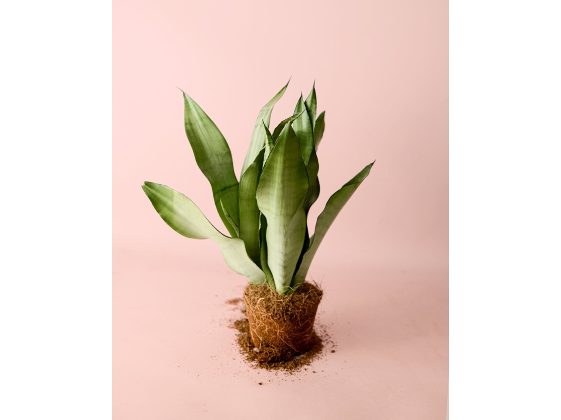Planta Sansevieria Moonshine M, vaso Ø12 cm