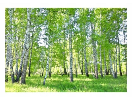 Papel de Parede WALLARENA Floresta Birchwood Natureza (Multicolor - 416x254 cm)