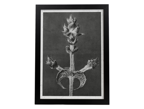 Póster NACNIC O Piso Preto e Branco 76. com Ilustrações de Flores e Plantas em Tons Cinzentos