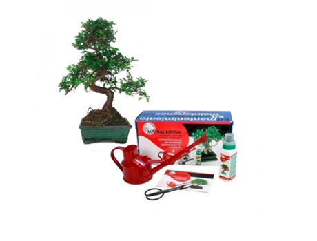 Pack De Iniciação Ao Bonsai Zelkova Parvifolia 6 Anos (olmeiro Chinês)