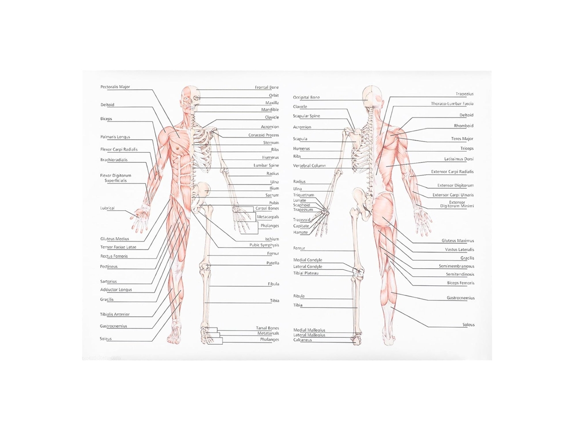 Pôster De Anatomia Científica Homoyoyo: Músculos E Ossos Do Corpo Humano, 50x70 Cm, Para Educação