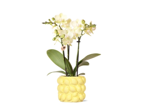 KOLIBRI Orchids Orquídea Phalaenopsis Amarela México Tamanho Do Vaso 9Cm Planta de Casa com Flor Fresca Do Produtor