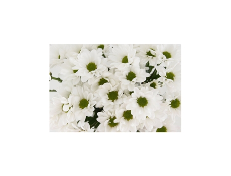 Margarida Crisântemo | Flor Natural | Crisântemo Bacardi | Buquê de 5 hastes | 70cm de altura Branco