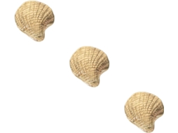 Conjunto De 3 Puxadores Decorativos Em Latão Formato Concha Para Armários E Gavetas, Ideais Para Quartos E Cozinhas
