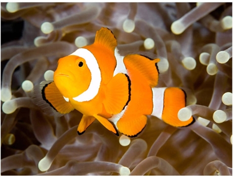 Papel de Parede ARTGEIST Finding Nemo (350x270 cm)
