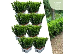 48 plantas de sebe de fuso verde | Euonymus japonicus Green Spire | substituição de buxo | plantas de sebe resistentes
