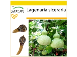 SAFLAX Conjunto de Cultivo Cabaça Gigante Africana Lagenaria Siceraria 15 Sementes com Mini Estufa Substrato de Cultivo e 2 Vasos