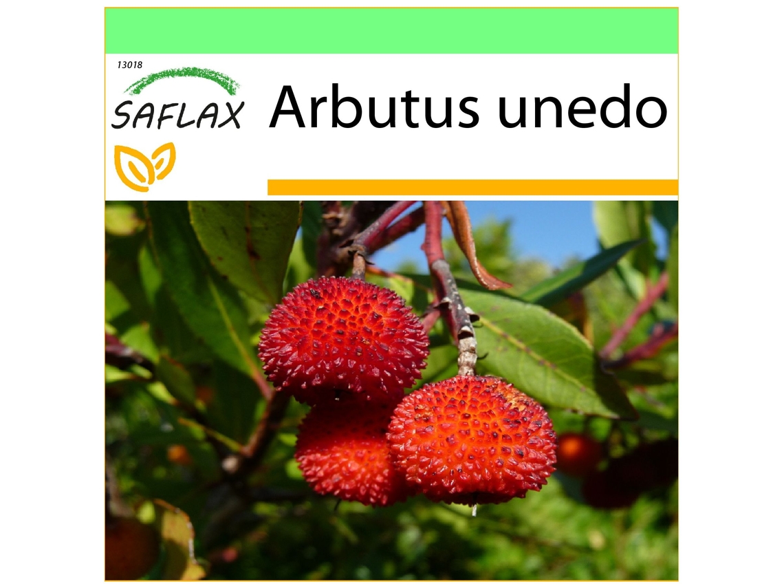 SAFLAX Garden To Go Medronheiro Arbutus Unedo 50 Sementes com Vaso Tampa Climática e Substrato de Cultivo