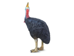 SAFARI Cassowary