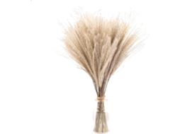 Conjunto com 30 Capim dos pampas Artificial Seco de 40 Cm, para Casa. Flores Secas de Phragmites para Vasos AQUAFORGE