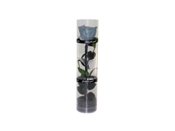 Rosa Preservada Real Com Caule E Folhas, 27 Cm, Diâmetro 4,5 Cm, Embalagem Transparente Para Presente Cinza Fumê
