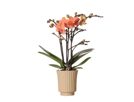 KOLIBRI Orchids Orquídea Phalaenopsis Laranja Mineral Bolzano Retro Khaki Tamanho Do Vaso 9Cm Planta de Casa com Flor